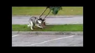 Siberian Husky Digging the Ground!