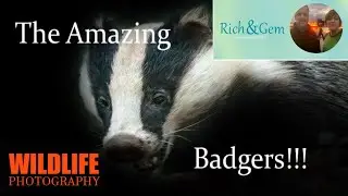 The Amazing Badgers !!!! | Rich And Gem Wildlife Photography In The Dark