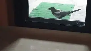 СТРАННОЕ ПОВЕДЕНИЕ ПТИЦ. СОРОКА.