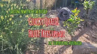Clucky Quail & Fruit Trees Update in the Aviary - Subtropical QLD Australia #quail #selfsufficiency