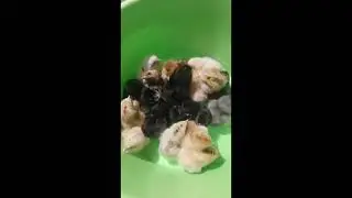 ЧУДО- ЧУДНОЕ# ДИВО- ДИВНОЕ