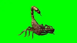 Scorpion // Crawl left scorpion // Scorpion crawl left // scorpion walk // 