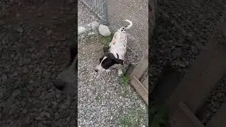 Неожиданная встреча с лисами