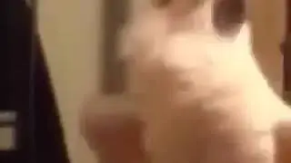ПОПУГАЙ ОРЁТ!