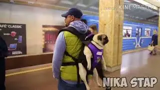 УГАРНЫЙ ТЕСТ НА ПСИХИКУ!