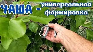Летняя обрезка уникального дерева за один сезон в форме чаши!