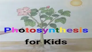 Photosynthesis | Photosynthesis in Plants | Photosynthesis for Kids | What is Photosynthesis