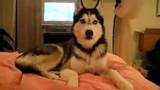 Husky Dog Talking - 