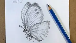 How to Draw a Butterfly Step by Step | Pencil Drawing