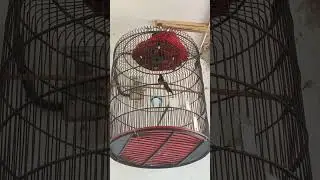 Murai batu Ngeriwik Isian kasar
