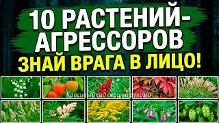 I PLANTED THIS - AND REGRETTED IT. 10 AGGRESSIVE PLANTS IN THE GARDEN