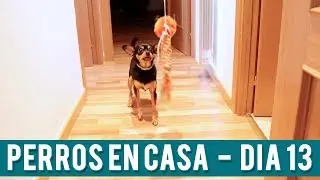 Juego De La Cuerda Para Perros | Día 13