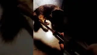 реакция кошки на 🗡️🔪