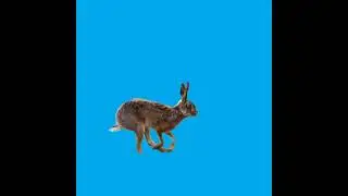 Rabbit/Animal green screen.