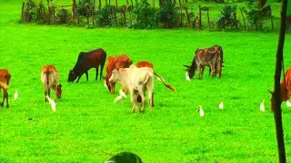 Ranch de Ngaoundaba un paradis à ciel ouvert