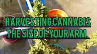 Harvesting Cannabis the Size of My Arm. The Complete Beginner's Guide to Harvesting Cannabis.
