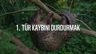 22 Mayıs Biyoçeşitlilik Günü