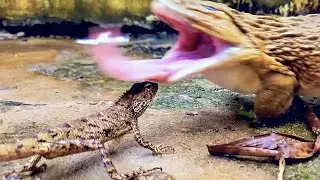 Asian Bullfrog Catches Big Tree Lizard! Mr Frog Live Feeding