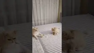 #котики #врек #ютуб #кот #топ #экзотическиепитомцы #cat #персы #юмор