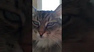 Зачем коту усы? 