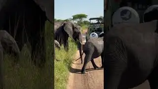 Families of Elephants Cross in Front of Vehicle During Tanzania Safari
