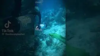 The Sea Creature With THE SAME RESEMBLANCE TO THE ALIEN! #fish #eel #alien #aliens #sealife