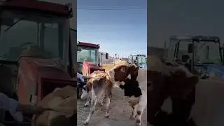 SİMENTAL BOĞA VE İNEĞİN BULUŞMASI 