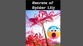 Spider Lily Meaning - Why It is Called Flower Of Death In JAPAN #shorts