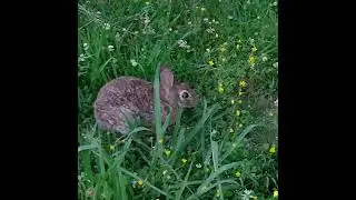 Wild Rabbit In The Wild Flowers | #shorts #garden