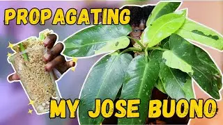 Do THIS Before Propagating Your Philodendron❗❕🌱