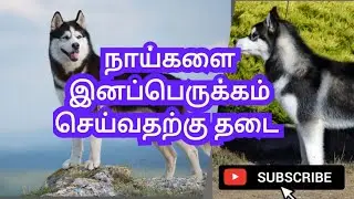 நாய்களை இனப்பெருக்கம் செய்வதற்கு தடை