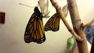 #ShareYourMonarchs 9.12.15: 4 Monarch Butterflies Eclosed Today!