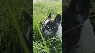 Мне бы такую бабушку. #бульдог #смешное #bulldog #забавныеживотные #тренды
