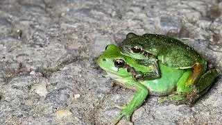 Copula de Reineta meridional / Ranita meridional (Hyla meridionalis)