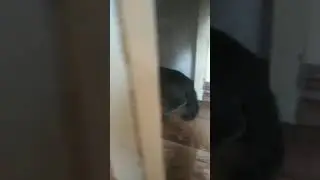 Настоящая охота на ненастоящую мышь