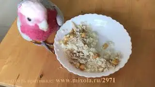 Попугайчики #138 лучшие моменты
