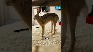 A giant hare from Belarus