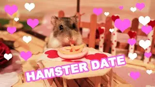 A Hamster’s Love Story 🐹 | Life of a Hamster