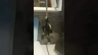жиза