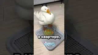 Вы знаете кому это скинуть)