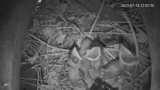 Acridotheres tristis Baby Part 01 - Sáo nâu mới nở