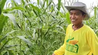 SweetCorn#farming #farmer #food #health #fyp #funny #naturalfarming #automobile #sustainablefarming