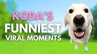 FUNNIEST Koda The Golden Retriever Moments!