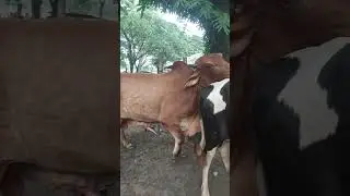 Cow #shorts #bhojpuri #song #love  #cow #shortvideo #viralvideo #trending