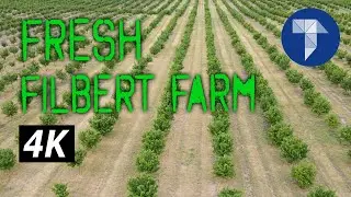 Hazelnut Farm Drone Footage in 4K