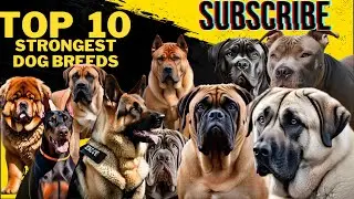 Top 10 Strongest Dog Breeds Revealed