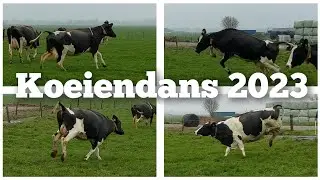 Koeien DANSEND de WEI in | Boer Gerrit vlogt
