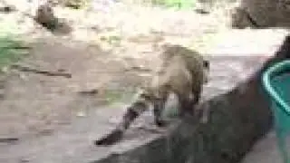 Coati Iguazú