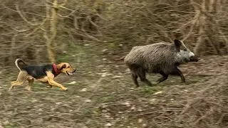 BOAR HUNT - ROMAGNA TROPHY 2022 - DOG TRIAL