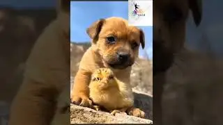 Teri Dosti #dosti